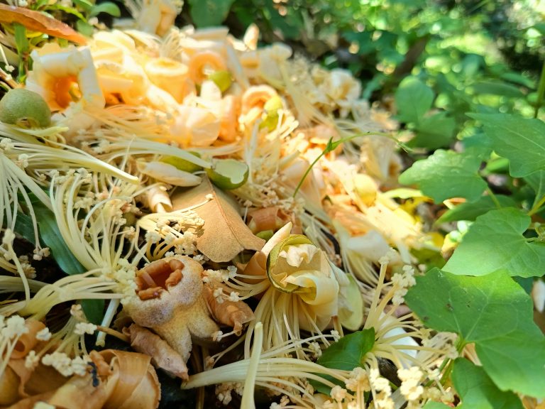 Sweet nectar of durian flowers